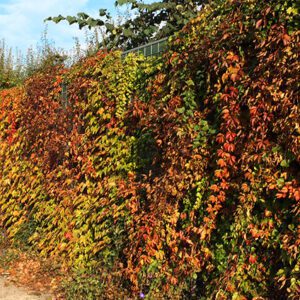 Plants on acoustic fence