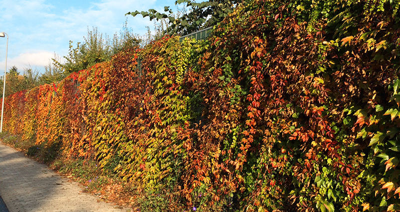 Plants on acoustic fence