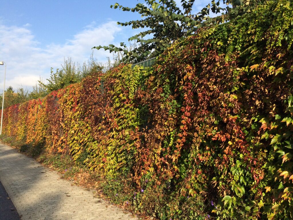 climbing plants like ivy growing over an acoustic fence around a domestic garden.